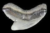 Colorful Fossil Tiger Shark (Galeocerdo) Tooth - Virginia #71139-1